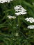 Achillea millefolium, Schafgarbe, Färbepflanze, Färberpflanze, Pflanzenfarben,  färben, Klostergarten Seligenstadt